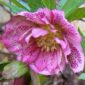 Helleborus Double Ellen Pink Spotted саджанець
