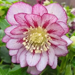 Чемерник Double Ellen Pink Spotted в горщику