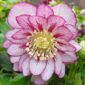 Чемерник Double Ellen Pink Spotted в горщику