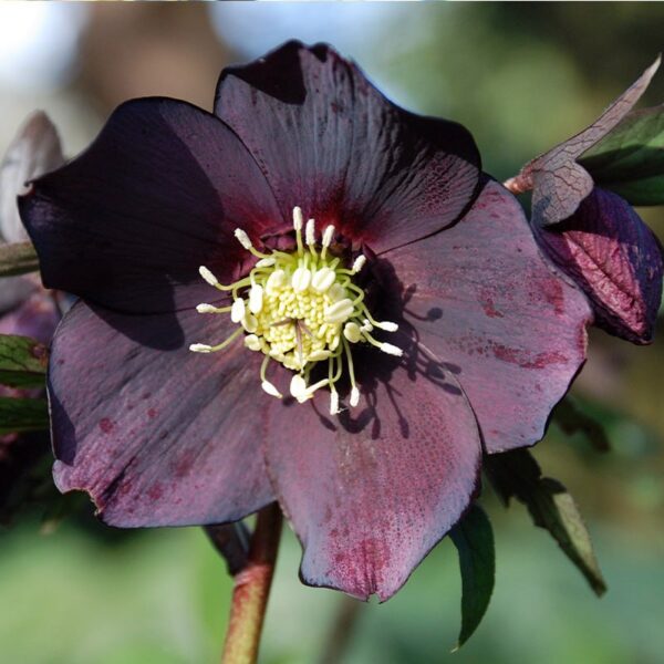 Helleborus Blue Lady Чемерник Blue Lady в Україні