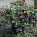 Helleborus_Blue Lady