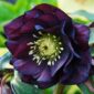 Чемерник Double Ellen Purple