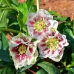 Чемерник Double Ellen White Spotted поштою