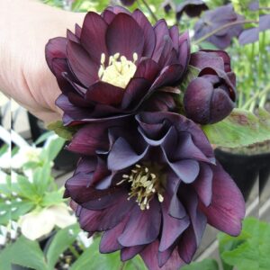 Чемерник Double Ellen Purple в Україні