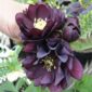 Чемерник Double Ellen Purple в Україні