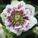 Helleborus Double Ellen White Spotted Flower