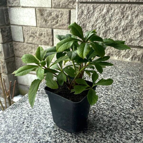 Helleborus Double Ellen White Spotted морозник