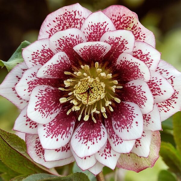 Helleborus Double Ellen White Spotted купити Чемерник Double Ellen White Spotted