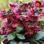 Helleborus Red Lady купити