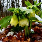 Helleborus Yellow Lady жовтий