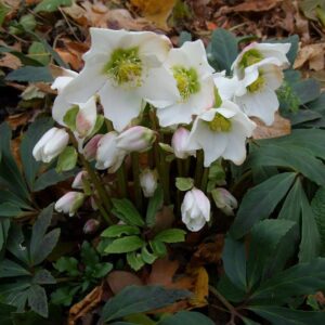 Чемерник чорний White Beauty поштою