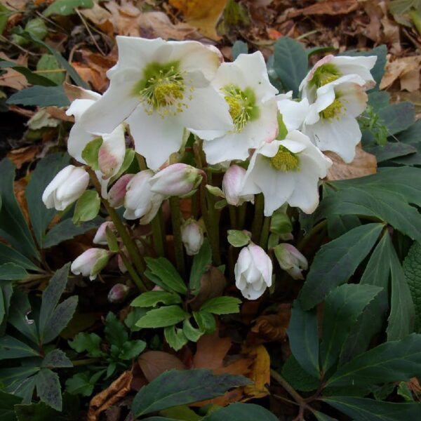 Чемерник чорний White Beauty поштою