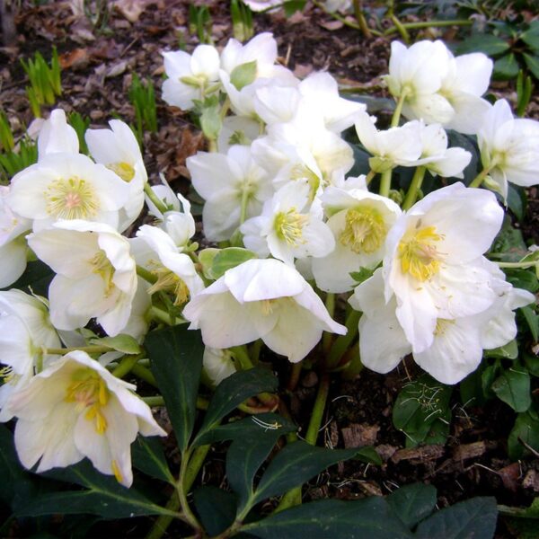 Чемерник чорний White Beauty дешево
