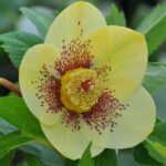 Чемерник Yellow Lady купити