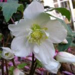 Морозник White Beauty