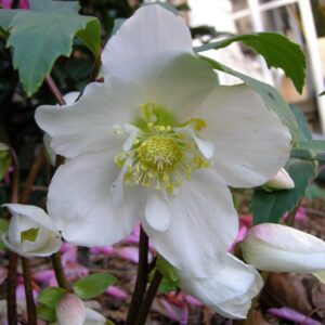Чемерник чорний White Beauty