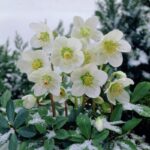 Морозник чорний White Beauty
