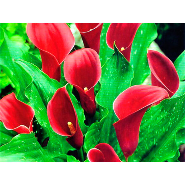 Калла-Majestic-red-2 Калла красная фото