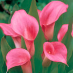 калла розовая Pink Persuasion