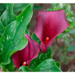 Калла-Purple-Sensation-2