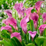 Калла-Purple-Sensation-3