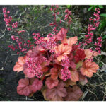 Гейхера Априкот (Heuchera Apricot, Абрикос)
