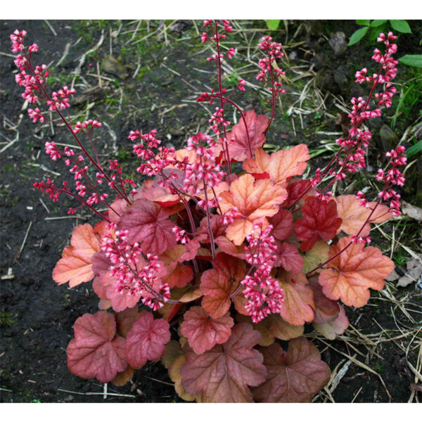 Гейхера Априкот (Heuchera Apricot, Абрикос) вечнозеденое растение Гейхера Априкот (Heuchera Apricot, Абрикос)