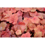Гейхера Априкот (Heuchera Apricot, Абрикос)