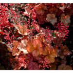 Гейхера Априкот (Heuchera Apricot, Абрикос)