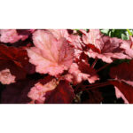 Гейхера Берри Смузи (Heuchera hybrida Berry Smoothie)