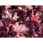 Гейхера Берри Смузи (Heuchera hybrida Berry Smoothie)