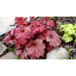 Гейхера Берри Смузи (Heuchera hybrida Berry Smoothie)