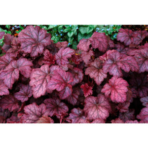 купить Гейхера Божоле (Heuchera hybrida Beaujolais)