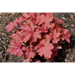 Гейхера Божоле (Heuchera hybrida Beaujolais)