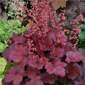купить Гейхера Черри Кола (Heuchera hybrida Cherry Cola)