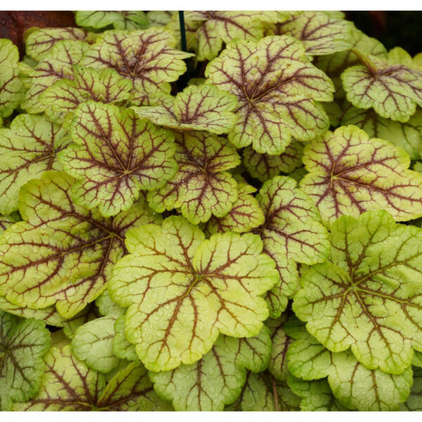 Гейхера Цирк (Heuchera hybrid Circus) фото Гейхера Цирк (Heuchera hybrid Circus)