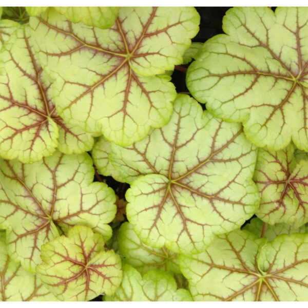 купить Гейхера Цирк (Heuchera hybrid Circus)