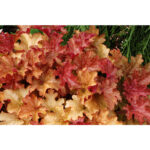 Гейхера Джинджер Пич (Heuchera Ginger Peach, Имбирный Персик)
