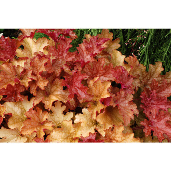купить Гейхера Джинджер Пич (Heuchera Ginger Peach, Имбирный Персик)