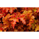 Гейхера Джинджер Пич (Heuchera Ginger Peach, Имбирный Персик)