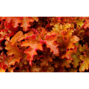 цена Гейхера Джинджер Пич (Heuchera Ginger Peach, Имбирный Персик)