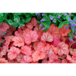 фото Гейхера Джорджия Пич (Heuchera hybrida Georgia Peach)