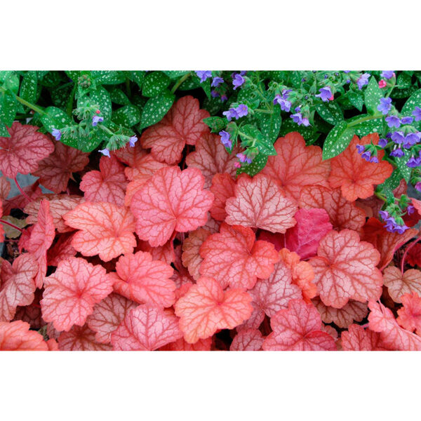 Гейхера Джорджия Пич (Heuchera hybrida Georgia Peach) фото Гейхера Джорджия Пич (Heuchera hybrida Georgia Peach)