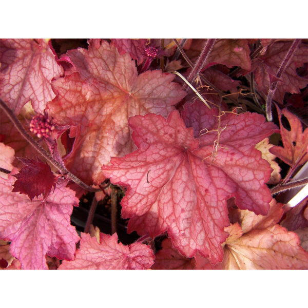 купить Гейхера Джорджия Пич (Heuchera hybrida Georgia Peach)