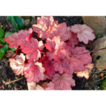 Гейхера Джорджия Пич (Heuchera hybrida Georgia Peach)