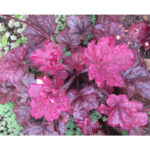 купить Гейхера Джорджия Плам (Heuchera hybrida Georgia Plum)