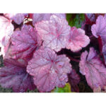Гейхера Джорджия Плам (Heuchera hybrida Georgia Plum)