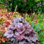 Гейхера Джорджия Плам (Heuchera hybrida Georgia Plum)
