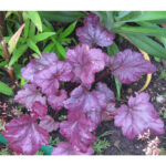 Гейхера Джорджия Плам (Heuchera hybrida Georgia Plum)