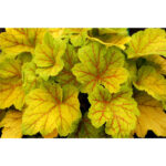Гейхера Электра (Heuchera hybrida Electra)